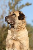 KANGAL 016